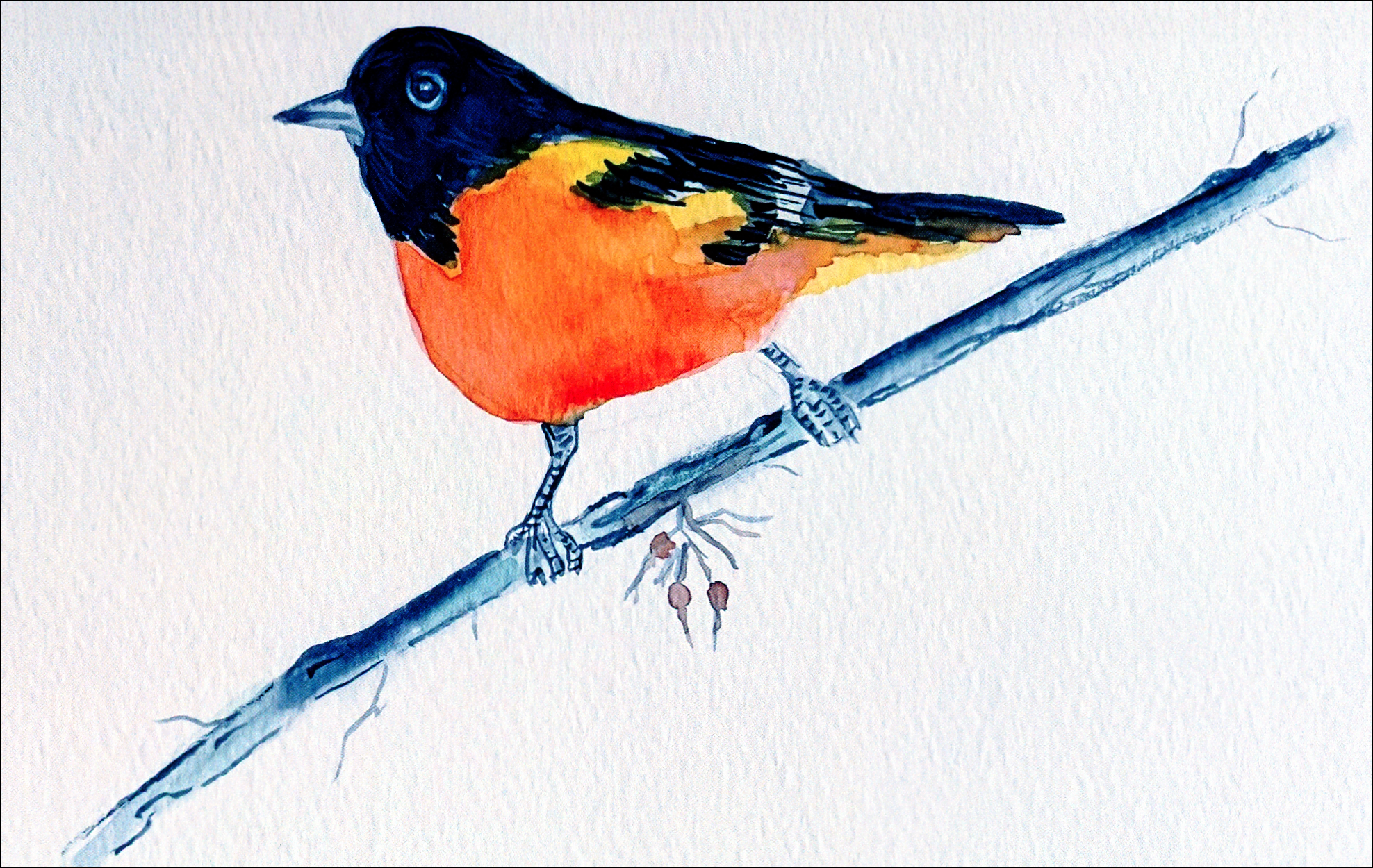 Baltimore Oriole
