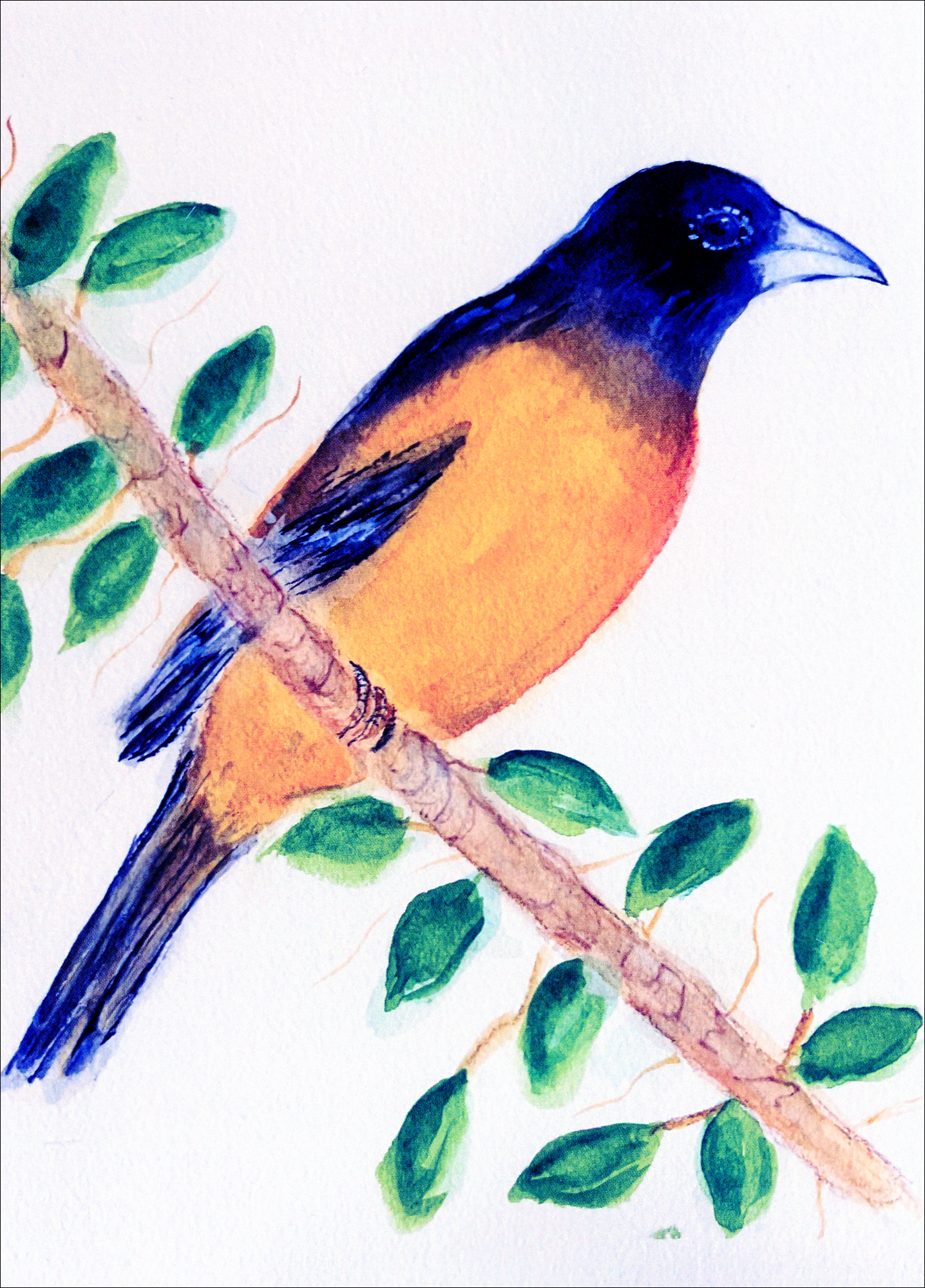 Black Headed Oriole