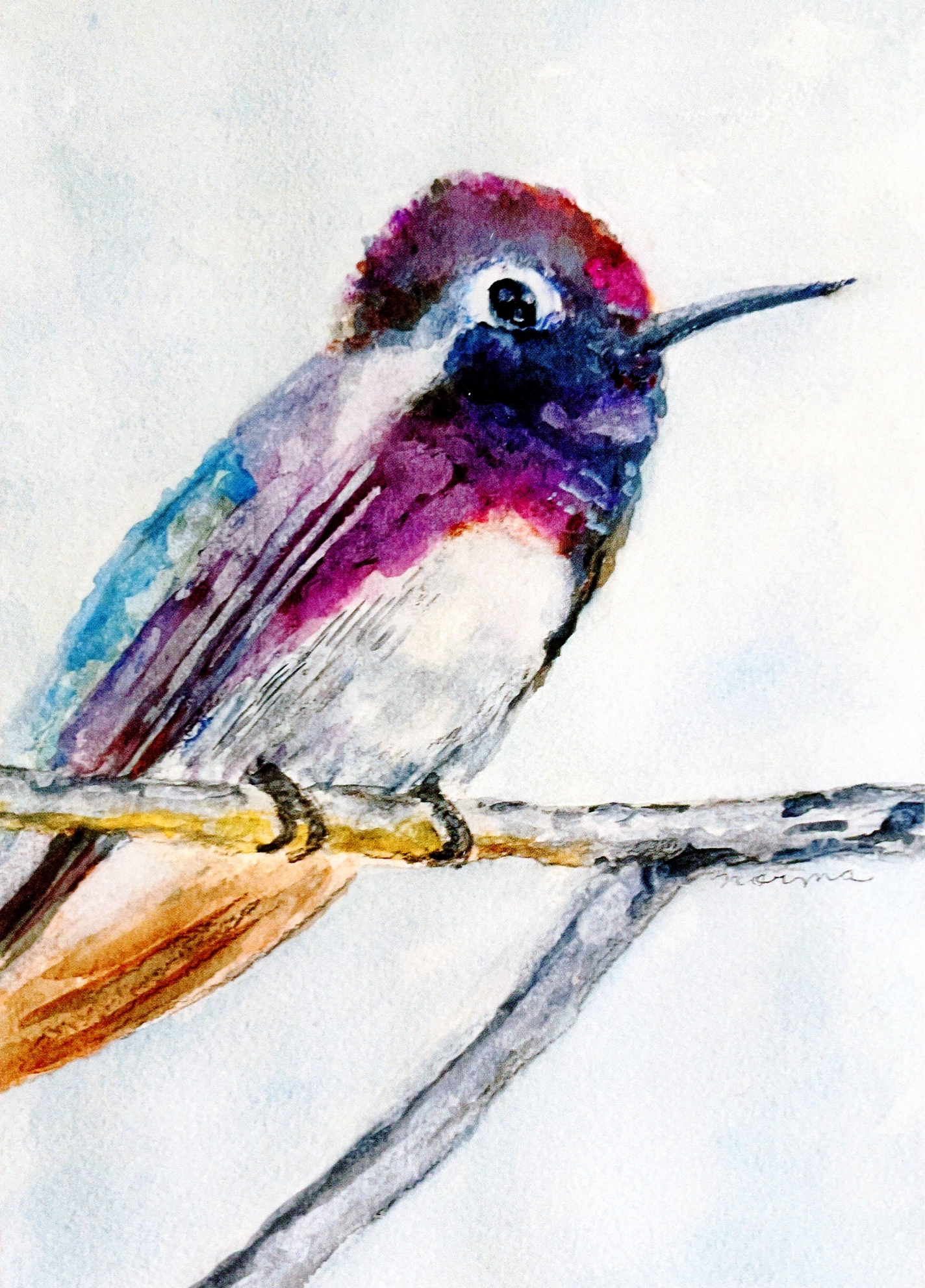 Male Costa Hummingbird