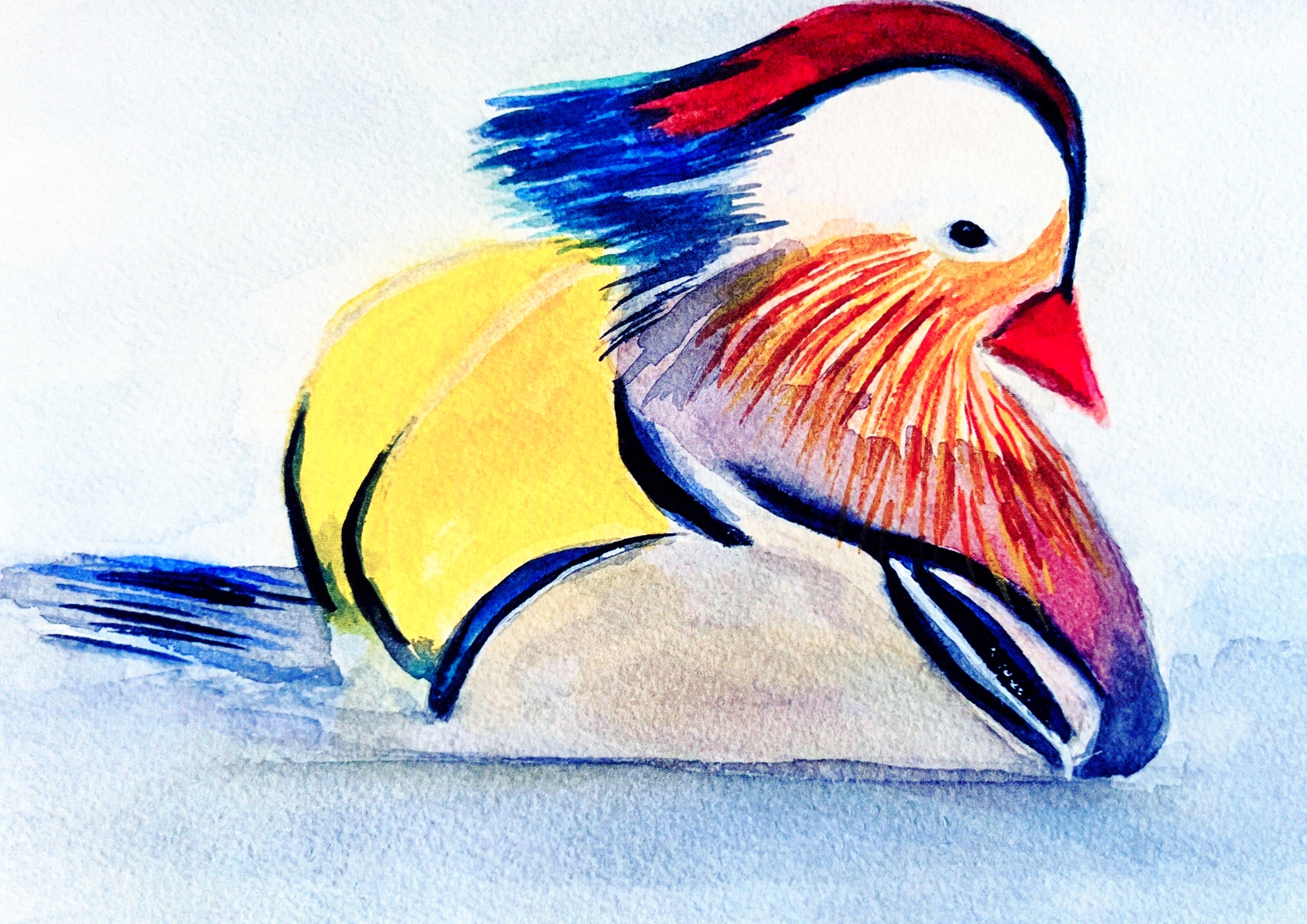 Mandarin Duck