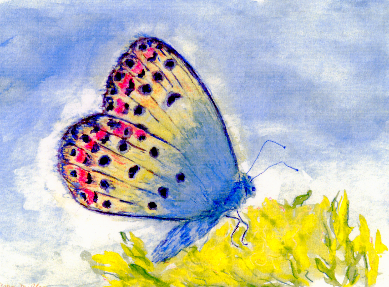 Melisa Blue Butterfly