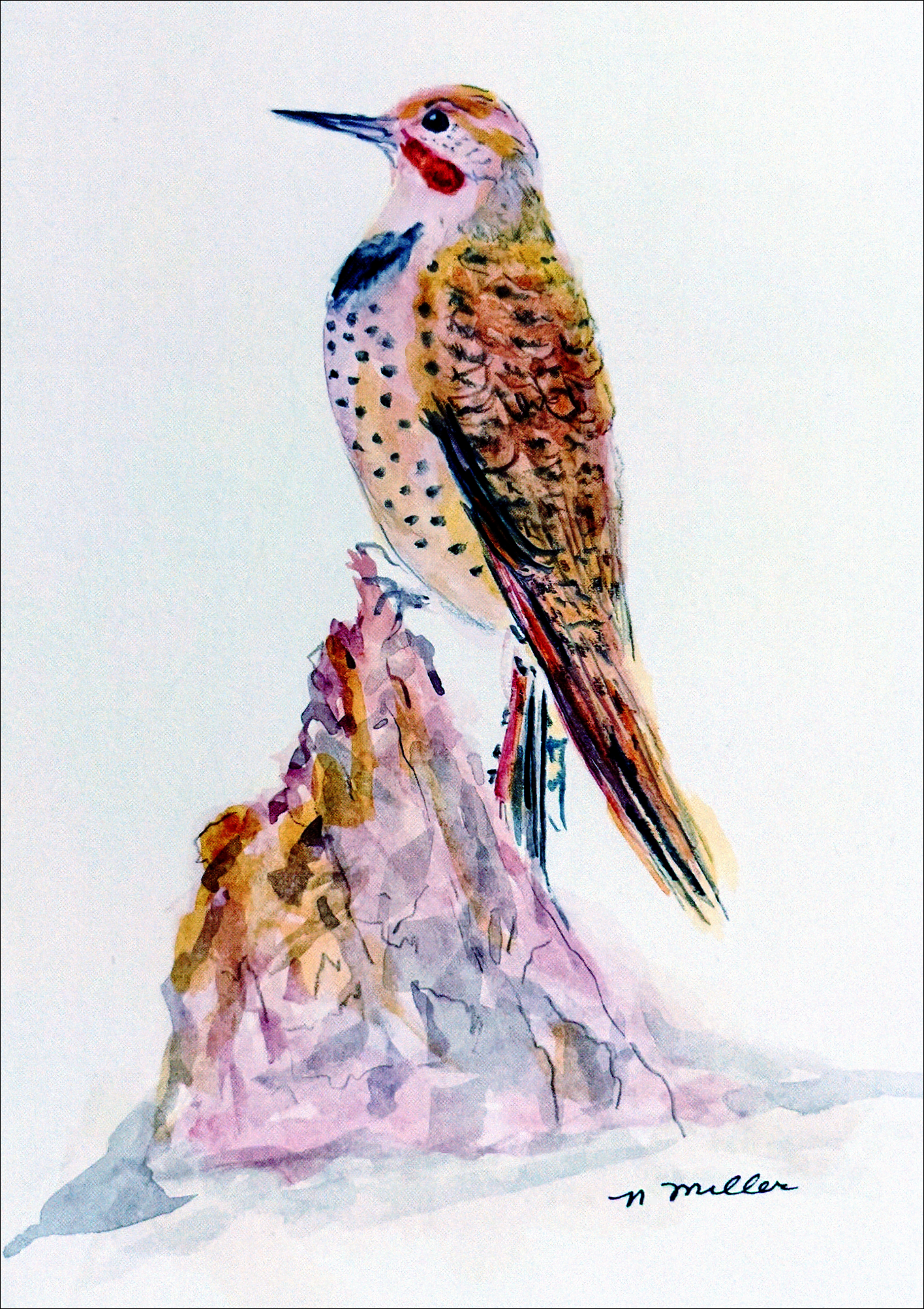 Northern Flicker