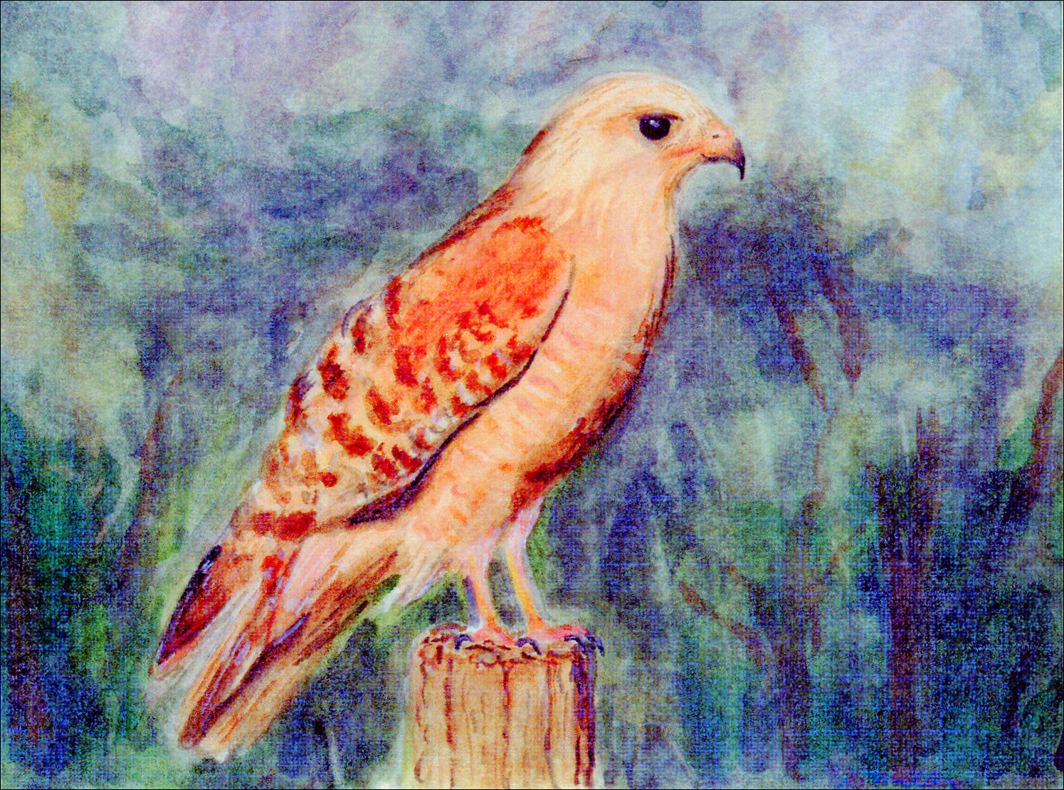 Red Shoulder Hawk