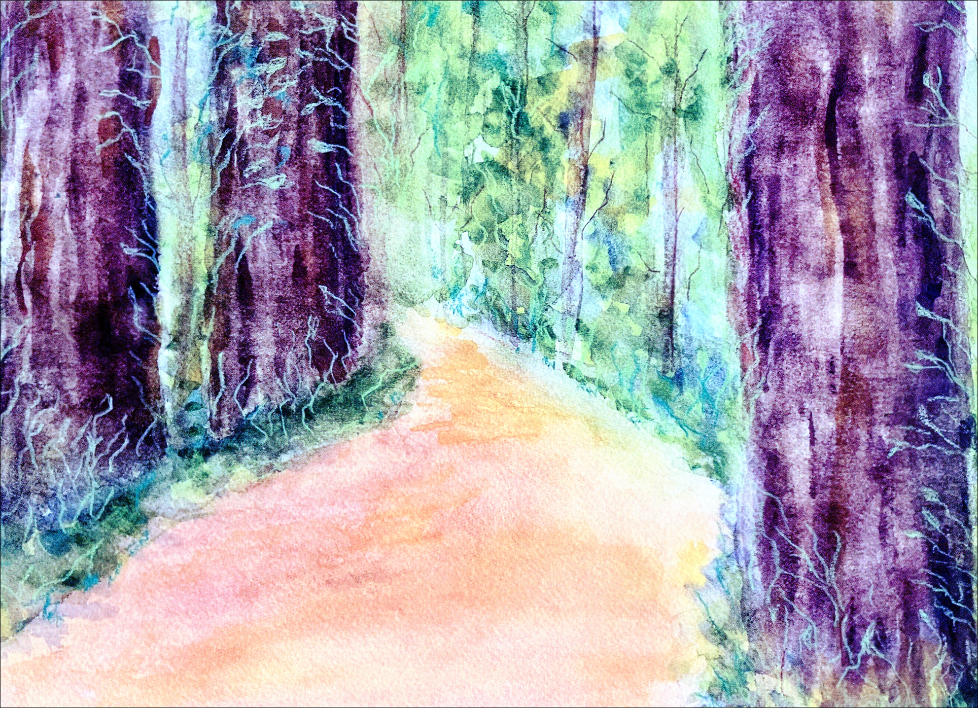 Redwood Forest
