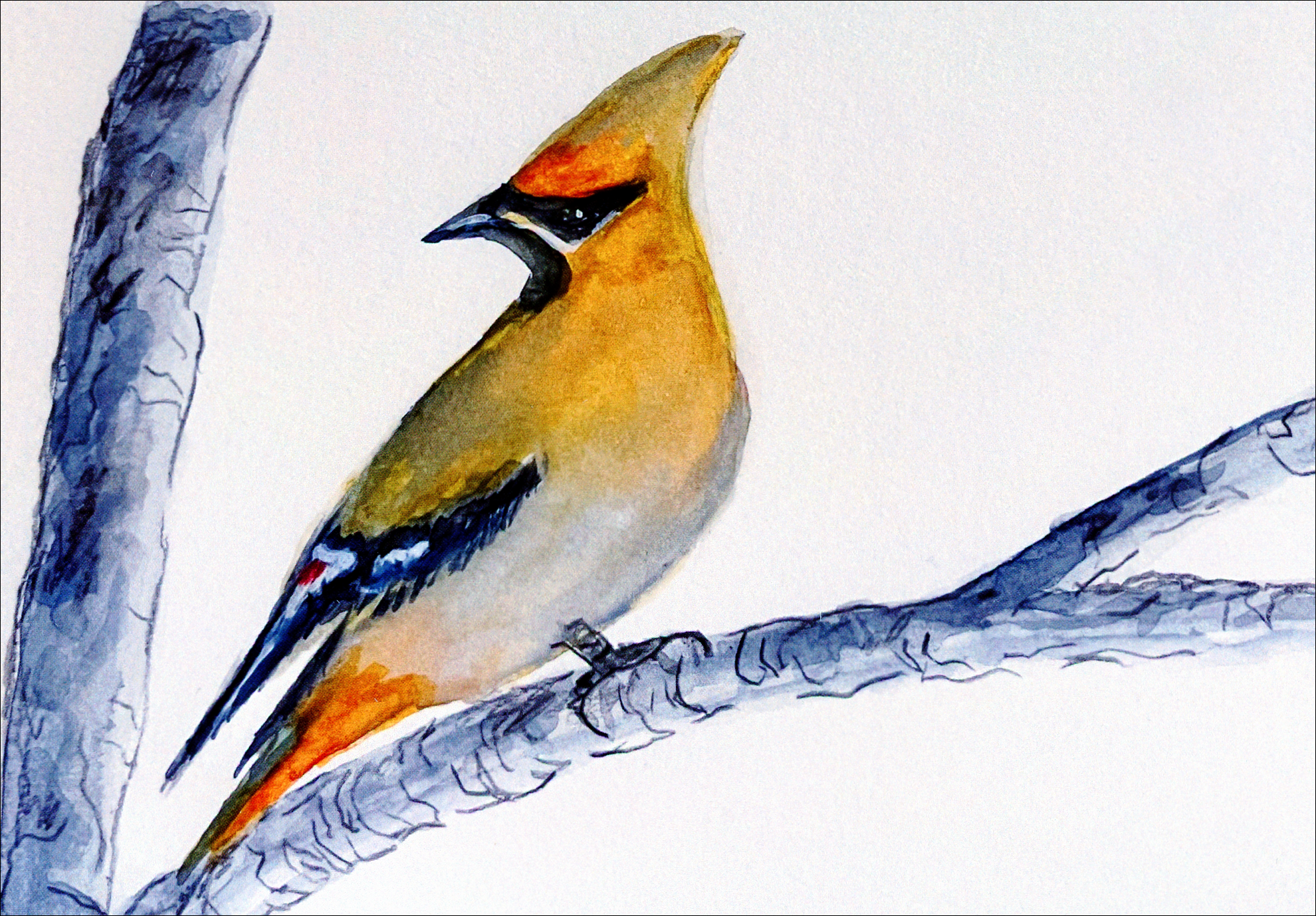 Waxwing