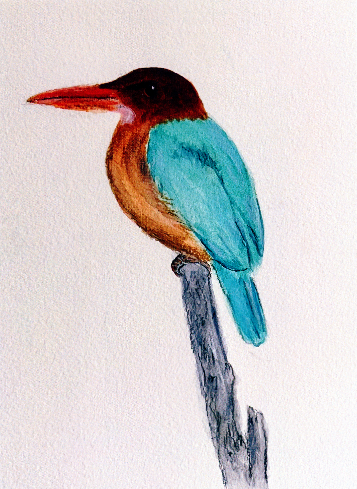 White Throated Kingfisher
